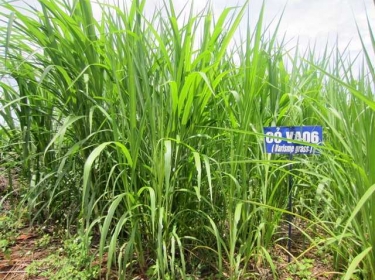 KỸ THUẬT CHĂM SÓC CỎ VA06 TRONG MÙA MƯA