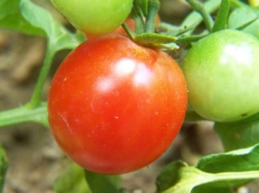 Kỹ thuật trồng cà chua ghép trái vụ ở đồng bằng sông Hồng